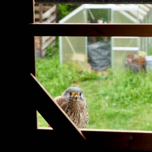 Un jeune faucon crécerelle sur un rebord de fenêtre donnant sur un jardin. Il regarde fixement à l'intérieur de la pièce à travers la moustiquaire.