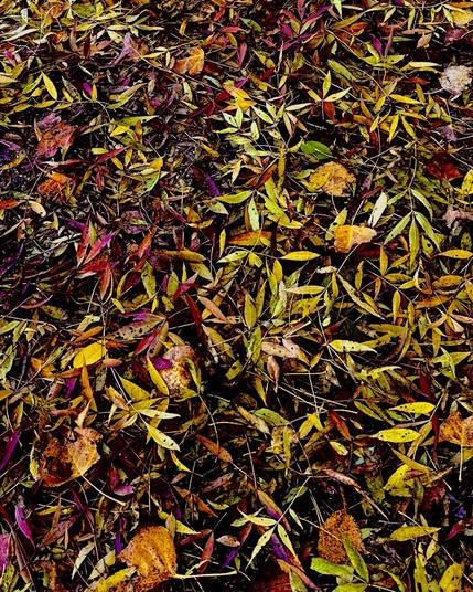 Un tapis de feuilles mortes très colorées.
