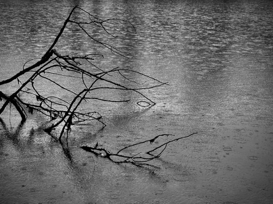 L'eau du lac où flotte une branche morte, sous la pluie.