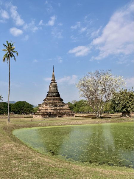 Un étang couvert de lentilles d'eau devant un chedi, un cocotier à gauche, un arbre aux fleurs blanche à gauche.
