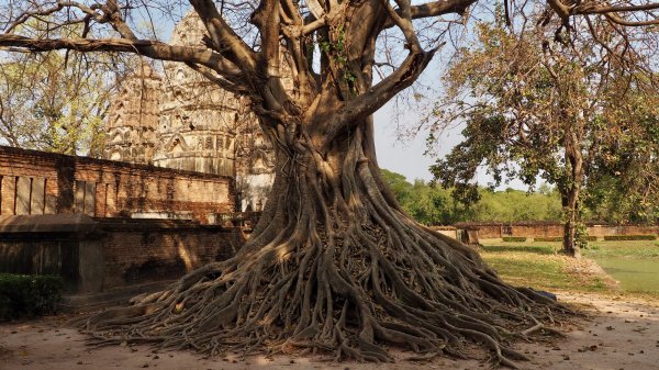 Un tronc d'énorme arbre couvert de racines. Au second plan, le Wat Si Sawai, sanctuaire hindou.