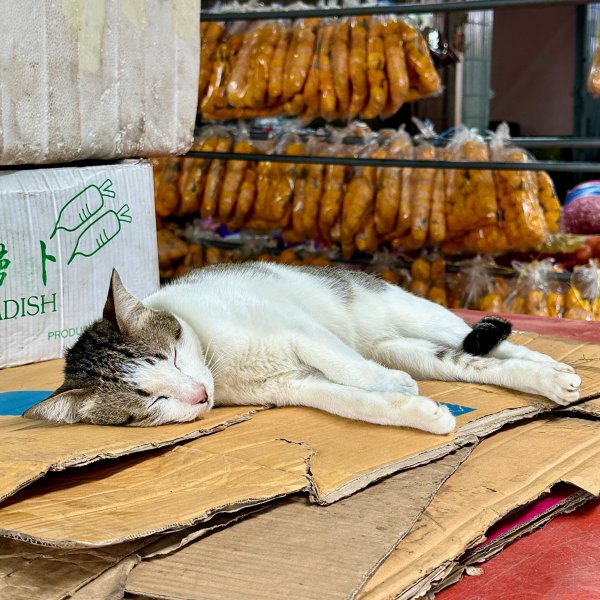 Un chat blanc couché sur des cartons. En arrière plan des sac de fleurs.