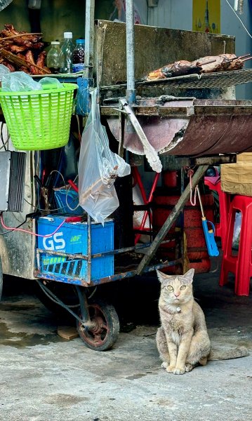 Un autre chat devant des poisson sur un barbecue de rue. Il regarde fixement dans ma direction.