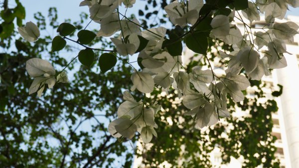 Fleurs de bougainvillier blanc en gros plan prise sur le bord du canal.