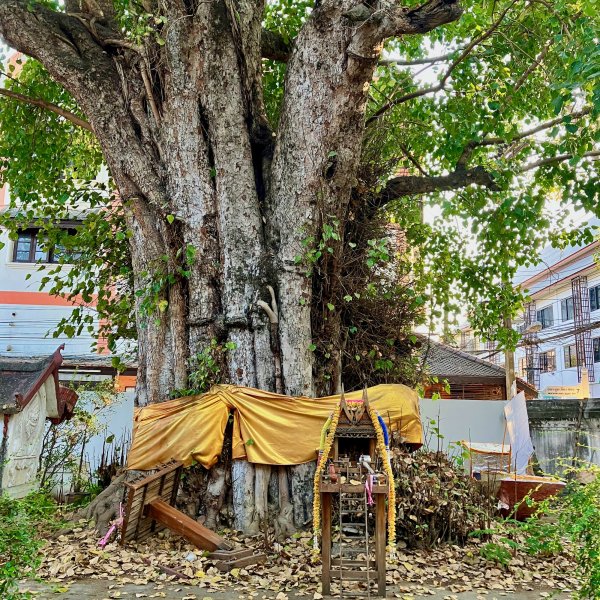 Un arbre sacré au tronc énorme, entouré de tissus et un petit autel devant.