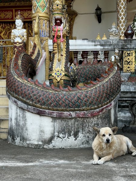 Un chien très gras au pied d'un naga