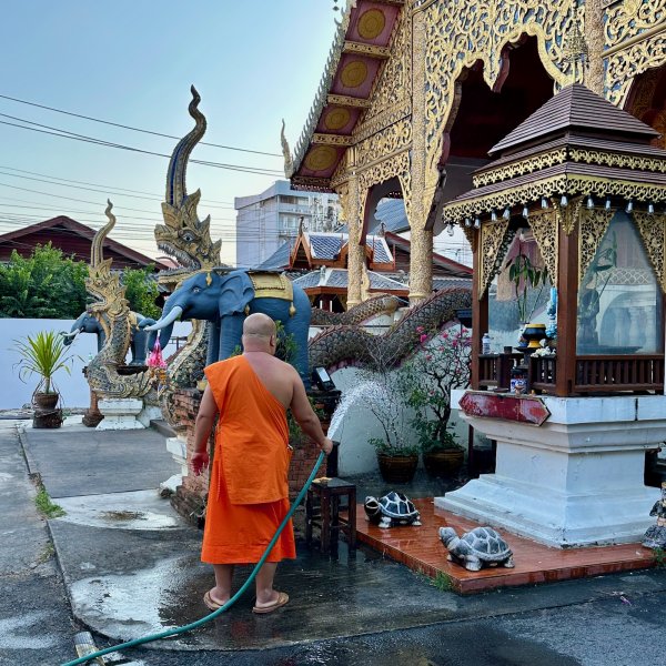 Un bonze de dos qui arrose des plantes en pot avec un tuyau dans les allées du temple.