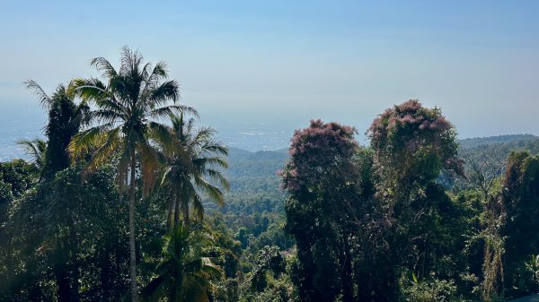 La vue sur la vallée, l'air est opaque, brumeux, d'immenses arbres aux fleurs roses pointent au dessus de la jungle.