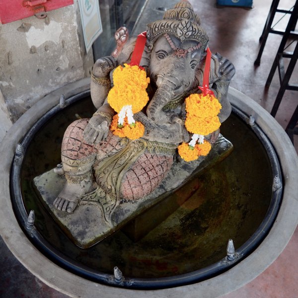 Un Ganesh en pierre semblant flotter dans une fontaine, une couronne de fleurs oranges et jaunes autour du cou.