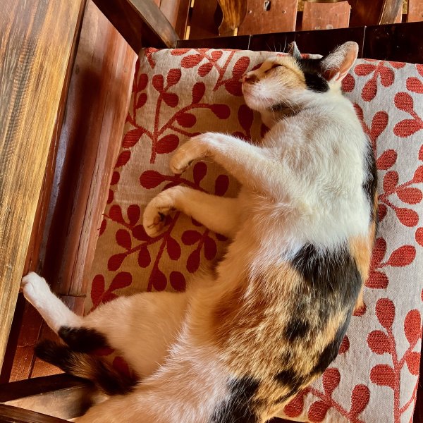 Une chatte très détendue allongée sur un coussin