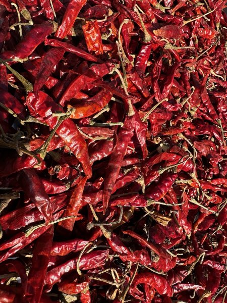 Un étalage de piments très rouges qui sèchent au soleil.
