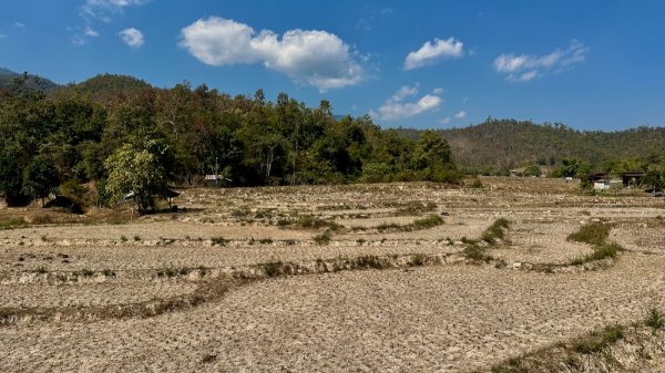 des rizières asséchées la terre à nue