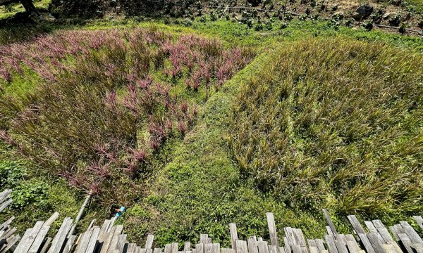Des brins de riz plus ou moins mûrs dans une rizière, certain sont un peu rouge d'autre vert.