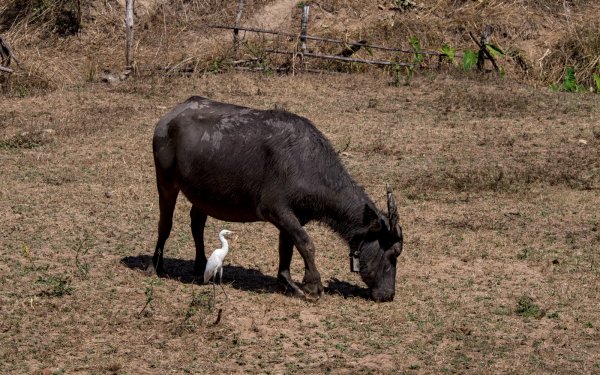 Un zébu et un héron blanc à ses pieds.