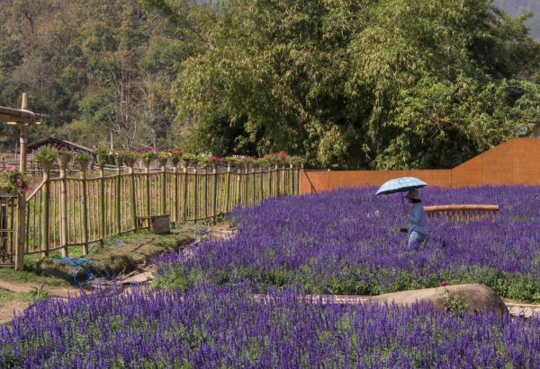 Un champs de fleurs violette, une femme en bleu avec un parapluie bleu, un mur orange à l'arrière plan.
