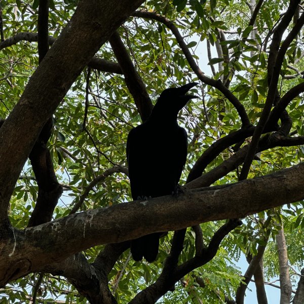 La silhouette d'une espèce de choucas le bec ouvert dans un arbre.