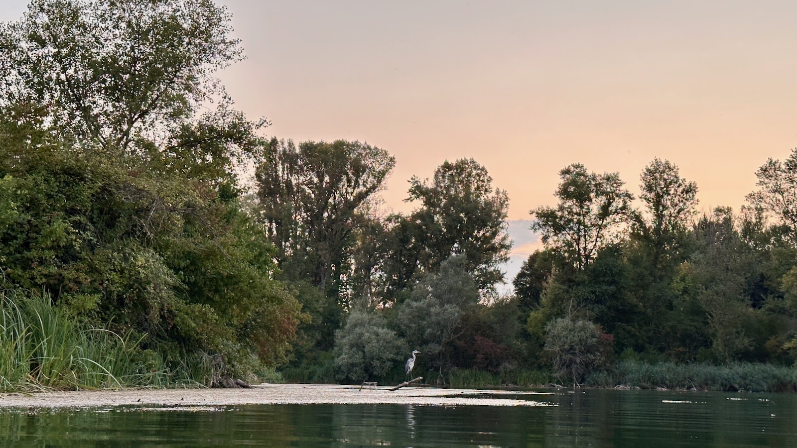 Photographie prise depuis le lac. Un héron cendré est posé sur une branche à quelques mètres de moi. Il est venu se poser pendant que je nageais et aucun doute sur le fait qu'il m'ait vu. Moment de grace.