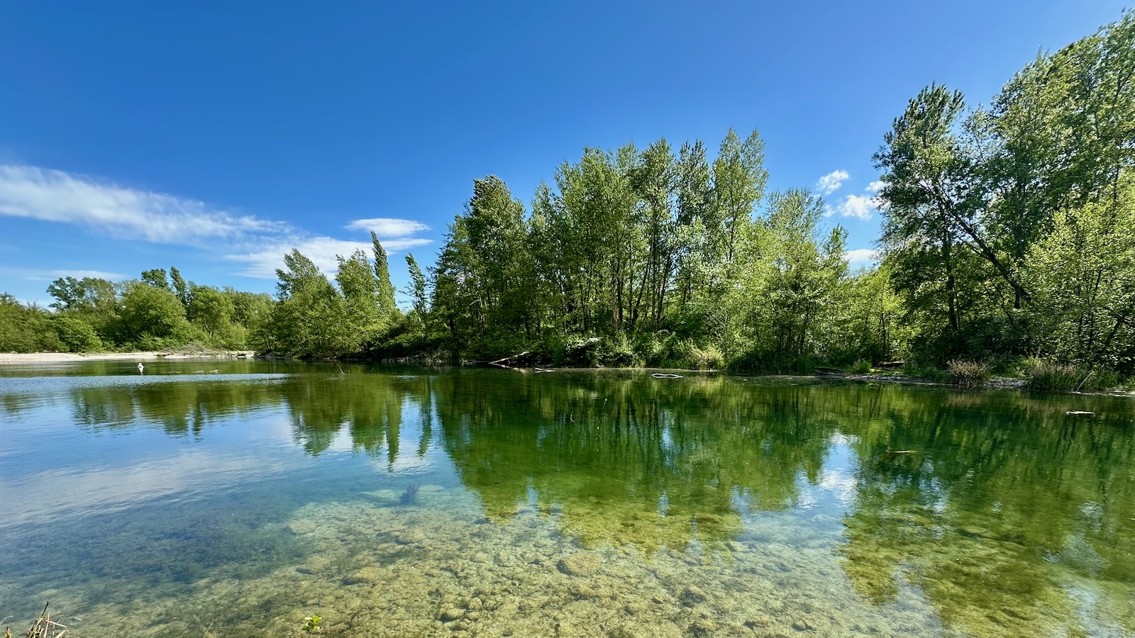 L'eau toute verte, les arbres qui ont retrouvés leurs feuilles.