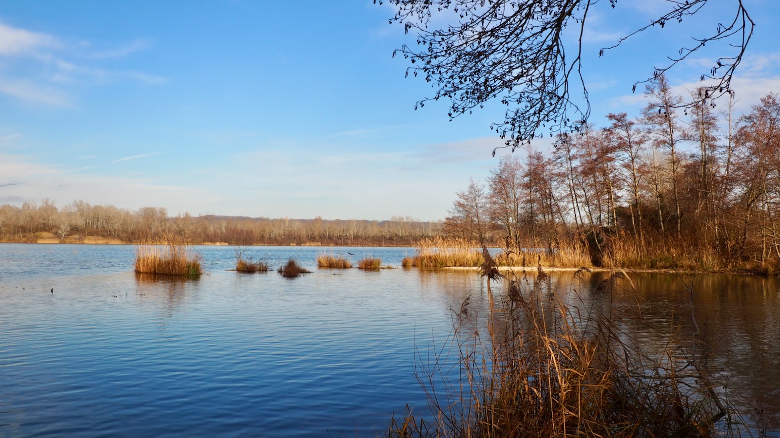 Le soleil doré de l'hiver sur les roseaux et le feuillage roux.