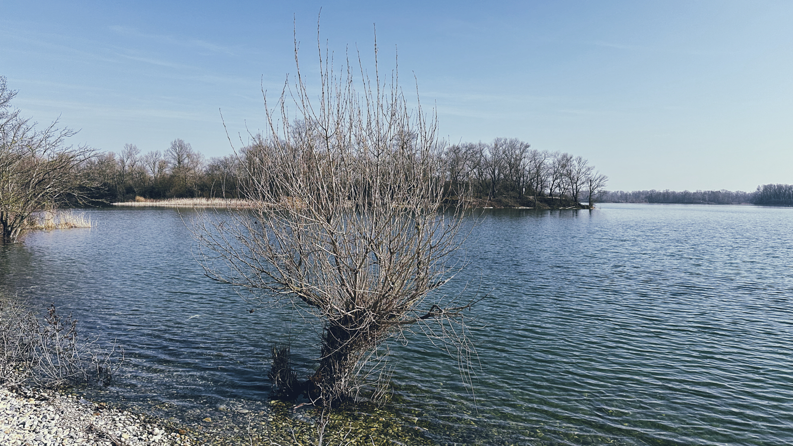 Un arbre nu au centre de la photo, des roseaux en arrière plan. L'eau et le ciel bleu pâle d'hiver.