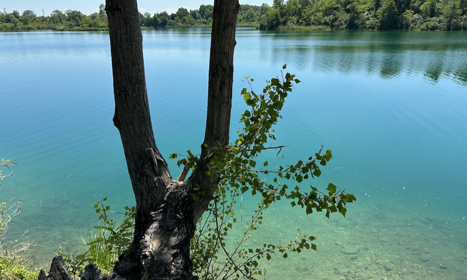 Un tronc séparé en deux devant l'eau bleu turquoise.